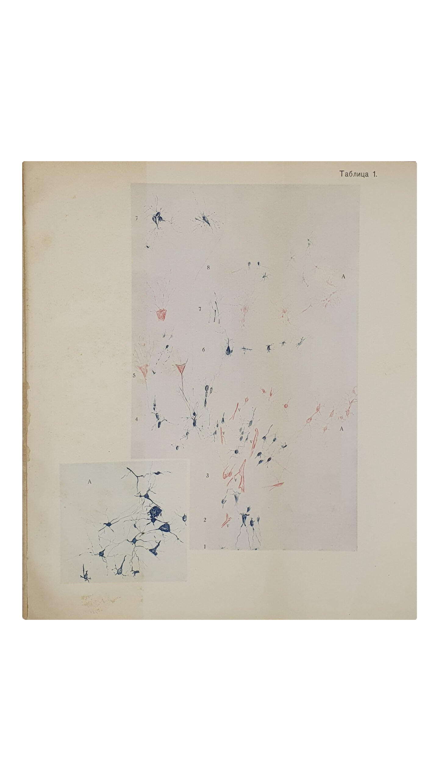 Труды второго съезда отечественных психиатров, происходившего в г. Киеве с 4-го по 11-е сентября 1905 года. Изданы на основании пункта 10-го правил Съезда под редакцией Председателя Распорядит. Комитета Проф. И.А. Сикорского, Секретарѐм Съезда Д-ром С.М. Доброгаевым. КИЕВ. Типография С.В. Кульженко , 1907 год.