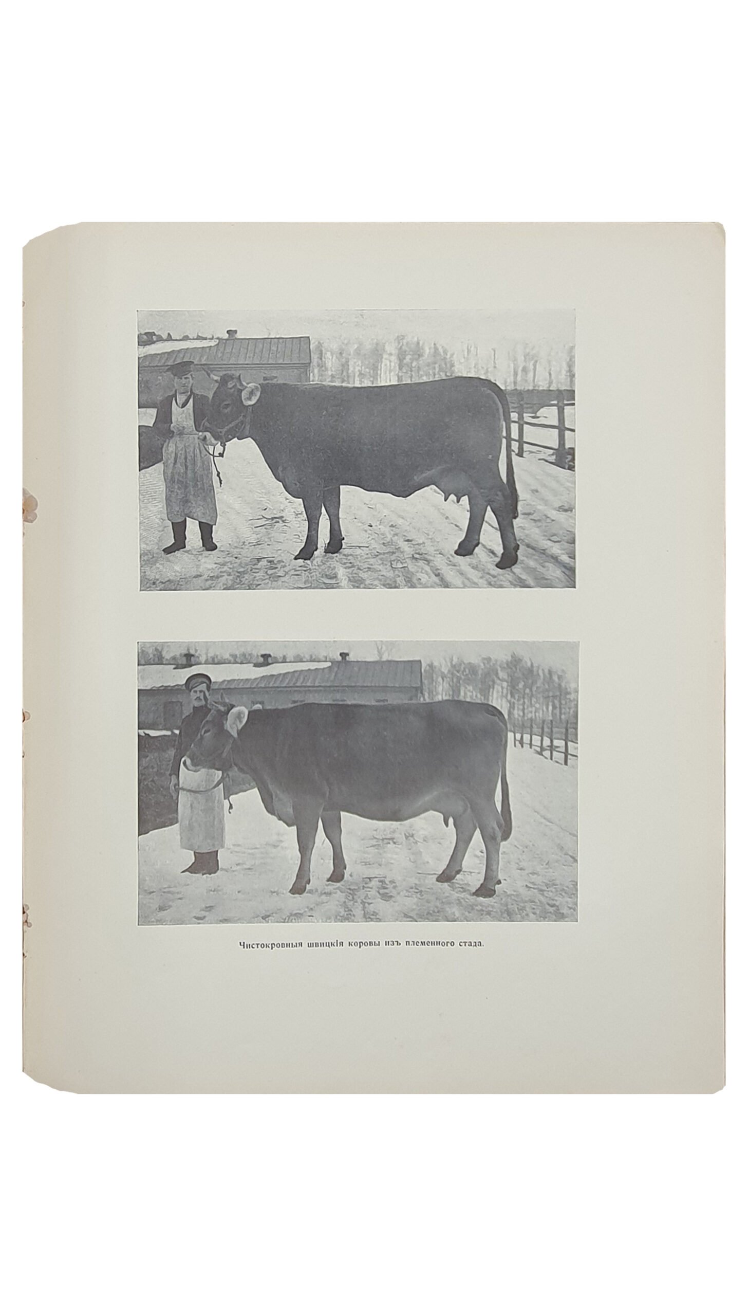 Маньковский К.Г.    ТРОСТЯНЕЦКОЕ ИМЕНИЕ Л.Е. КЁНИГ- Н-ки. СЕЛЬСКОЕ ХОЗЯЙСТВО.  ХАРЬКОВ.  Типография и Литография М. Сергеева и К.  1913.